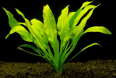 Эхинодорус Меч Амазонки, шт